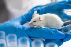 a white mouse sat on a clear dish held by a hand with blue glove